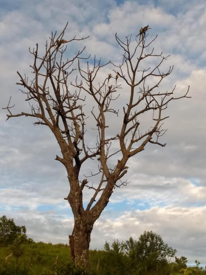 Fazenda Taruma Pirenopolis Bagian luar foto